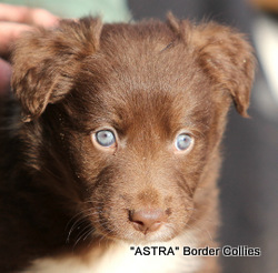 Red and whiet Female, Medium to Rough coated, Border collie puppy